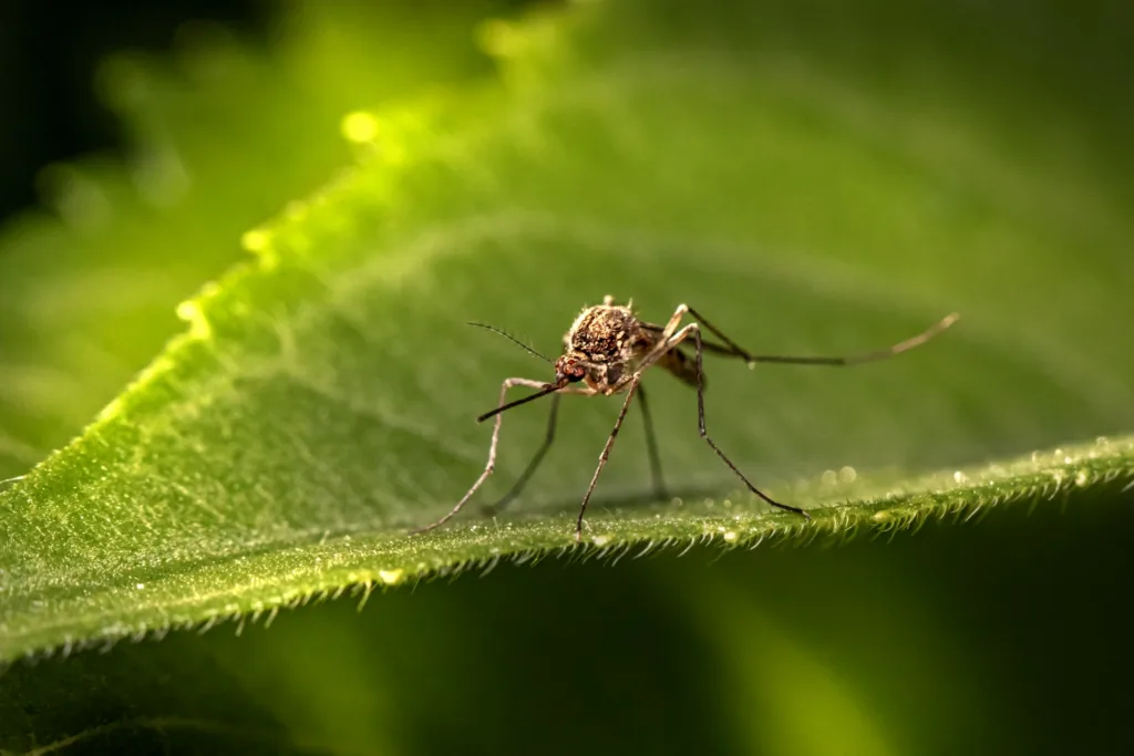 malaria papua new guinea